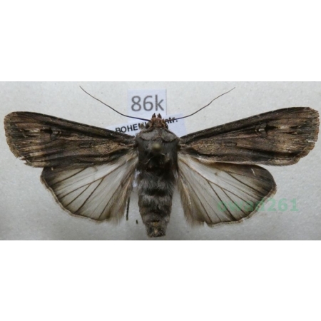 Agrotis ipsilon (Hufnagel, 1766) female Rolnica gwoździarka Czech86k